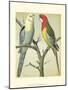 Cassell's Parrots I-Cassell-Mounted Art Print