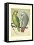 Cassell's Parrots II-Cassell-Framed Stretched Canvas