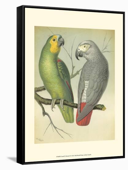 Cassell's Parrots II-Cassell-Framed Stretched Canvas