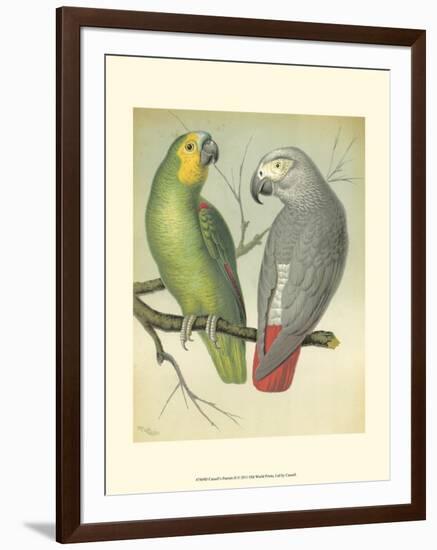 Cassell's Parrots II-Cassell-Framed Art Print