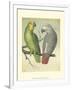 Cassell's Parrots II-Cassell-Framed Art Print