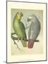 Cassell's Parrots II-Cassell-Mounted Art Print