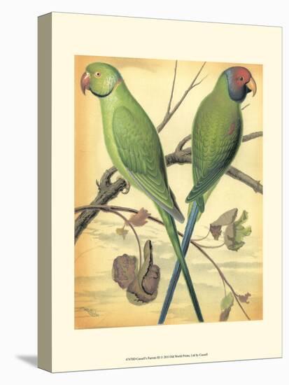 Cassell's Parrots III-Cassell-Stretched Canvas