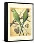 Cassell's Parrots III-Cassell-Framed Stretched Canvas