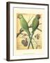 Cassell's Parrots III-Cassell-Framed Art Print