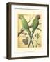 Cassell's Parrots III-Cassell-Framed Art Print