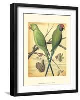 Cassell's Parrots III-Cassell-Framed Art Print