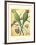 Cassell's Parrots III-Cassell-Framed Art Print