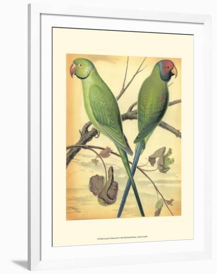 Cassell's Parrots III-Cassell-Framed Art Print