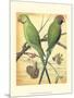 Cassell's Parrots III-Cassell-Mounted Art Print