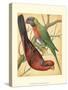 Cassell's Parrots IV-Cassell-Stretched Canvas