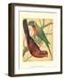 Cassell's Parrots IV-Cassell-Framed Art Print