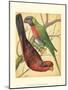 Cassell's Parrots IV-Cassell-Mounted Art Print