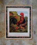 Brown Leg Horn-Cassell's Poultry Book-Art Print