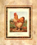 Rose-Combed Dorking Cock-Cassell's Poultry Book-Framed Art Print