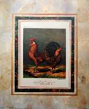 Rose-Combed Dorking Cock-Cassell's Poultry Book-Framed Art Print