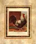 Rose-Combed Dorking Cock-Cassell's Poultry Book-Art Print