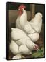 Cassell's Roosters I-Cassel-Framed Stretched Canvas