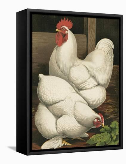 Cassell's Roosters I-Cassel-Framed Stretched Canvas