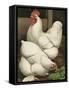 Cassell's Roosters I-Cassel-Framed Stretched Canvas