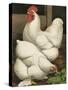 Cassell's Roosters I-Cassel-Stretched Canvas