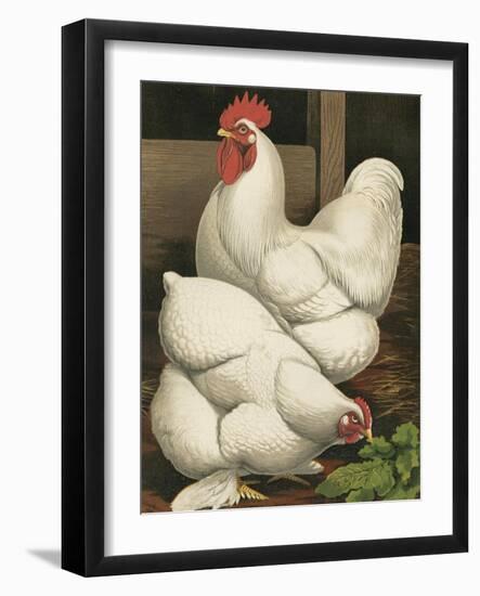 Cassell's Roosters I-Cassel-Framed Art Print