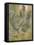 Cassell's Roosters II-Cassel-Framed Stretched Canvas