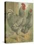 Cassell's Roosters II-Cassel-Stretched Canvas