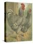 Cassell's Roosters II-Cassel-Stretched Canvas