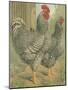 Cassell's Roosters II-Cassel-Mounted Art Print