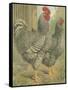 Cassell's Roosters II-Cassel-Framed Stretched Canvas