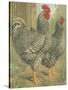 Cassell's Roosters II-Cassel-Stretched Canvas