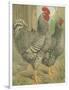 Cassell's Roosters II-Cassel-Framed Art Print