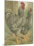 Cassell's Roosters II-Cassel-Mounted Art Print