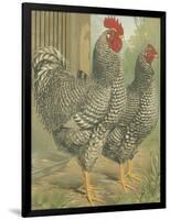 Cassell's Roosters II-Cassel-Framed Art Print