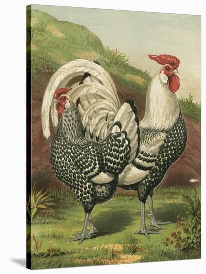 Cassell's Roosters III-Cassel-Stretched Canvas