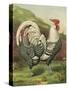 Cassell's Roosters III-Cassel-Stretched Canvas