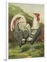 Cassell's Roosters III-Cassel-Framed Art Print