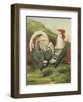 Cassell's Roosters III-Cassel-Framed Art Print