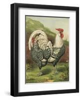 Cassell's Roosters III-Cassel-Framed Art Print