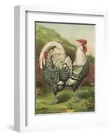 Cassell's Roosters III-Cassel-Framed Art Print