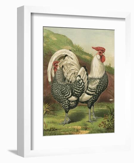 Cassell's Roosters III-Cassel-Framed Art Print