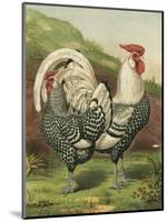 Cassell's Roosters III-Cassel-Mounted Art Print