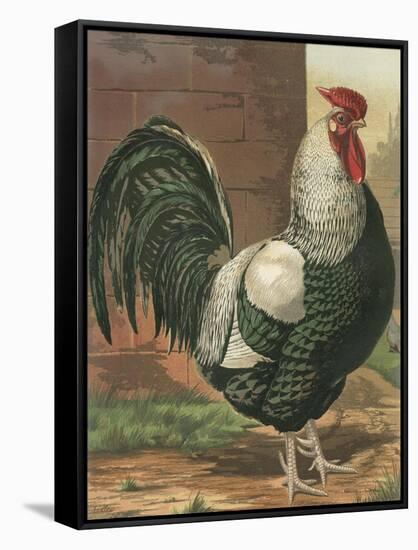 Cassell's Roosters IV-Cassel-Framed Stretched Canvas