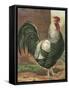 Cassell's Roosters IV-Cassel-Framed Stretched Canvas