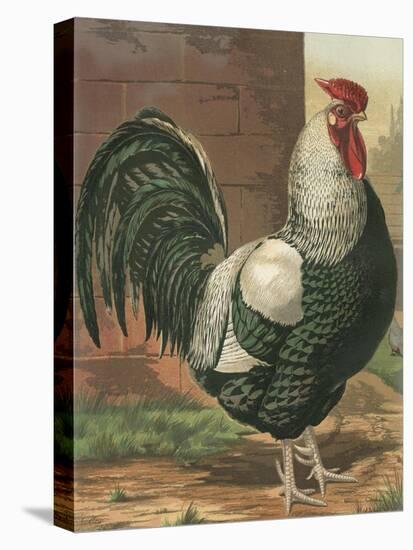 Cassell's Roosters IV-Cassel-Stretched Canvas