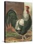 Cassell's Roosters IV-Cassel-Stretched Canvas