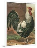 Cassell's Roosters IV-Cassel-Framed Art Print