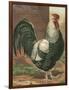 Cassell's Roosters IV-Cassel-Framed Art Print