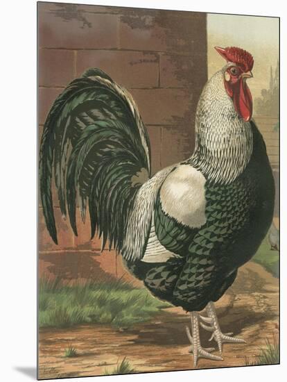 Cassell's Roosters IV-Cassel-Mounted Art Print